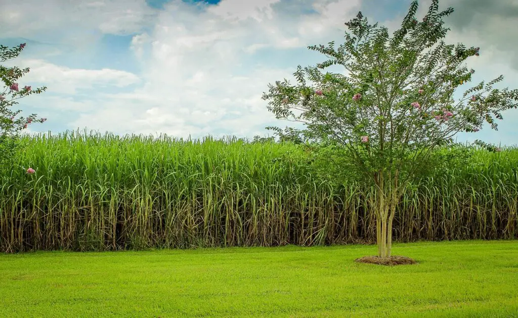 What is rum? This is where it starts, from sugarcane.